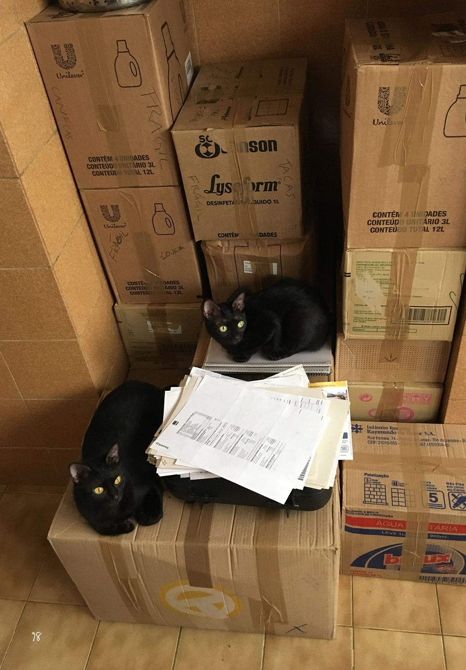 Gato Preto dá Sorte ok100