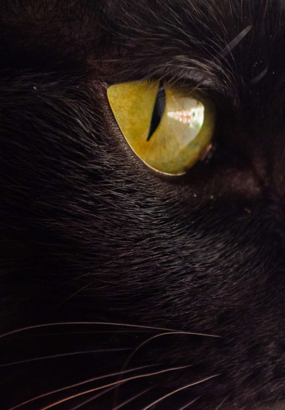 Gato Preto dá Sorte ok2